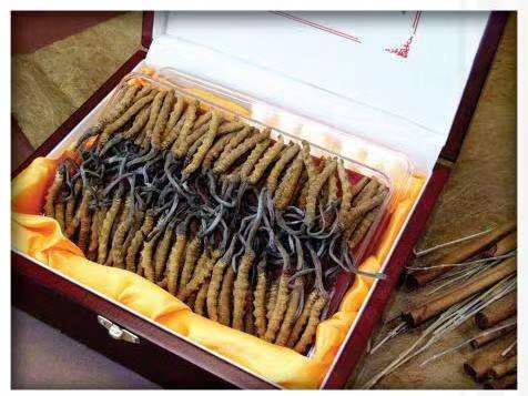 贺州冬虫夏草回收